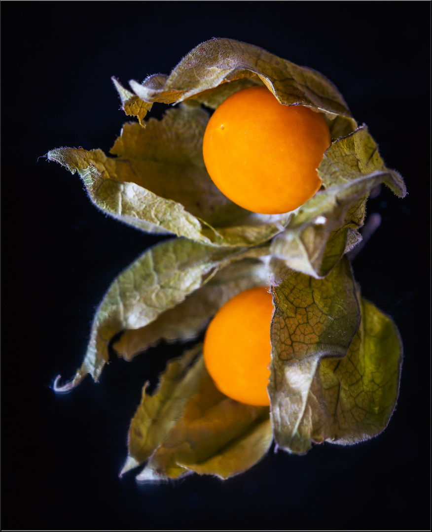 Physalis