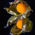 Physalis