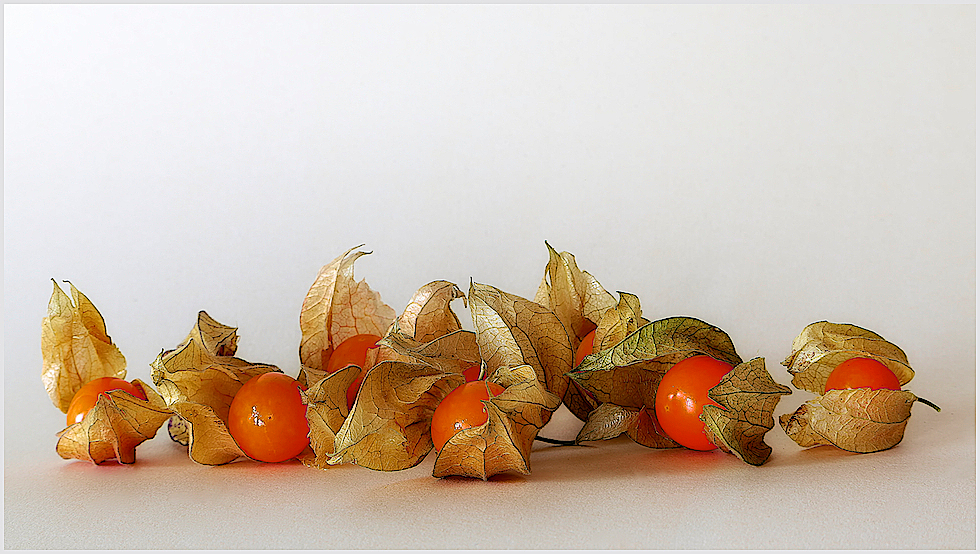 Physalis ...