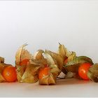 Physalis ...