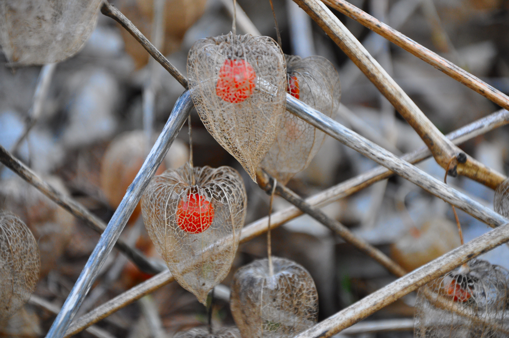 Physalis