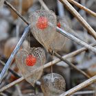 Physalis