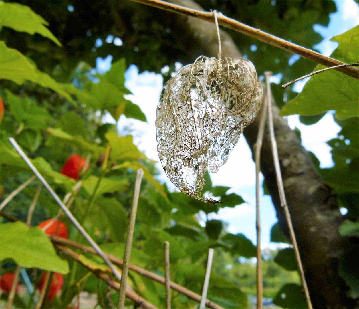 Physalis dentelle