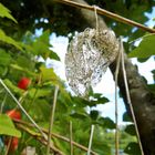 Physalis dentelle