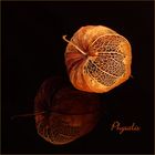 Physalis