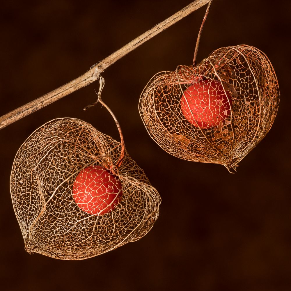 Physalis