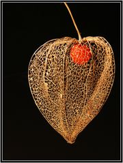 Physalis, die 3te