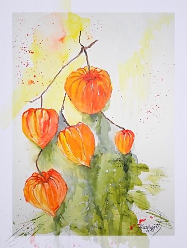 physalis die "dritte".........