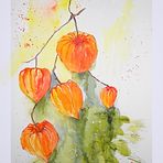 physalis die "dritte".........