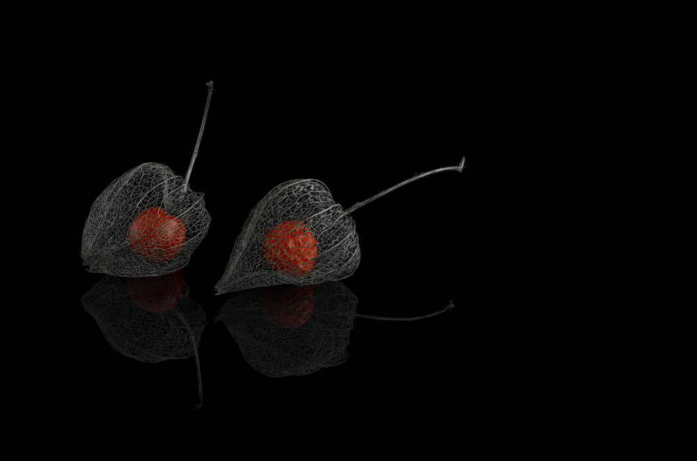 Physalis Duett