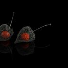 Physalis Duett