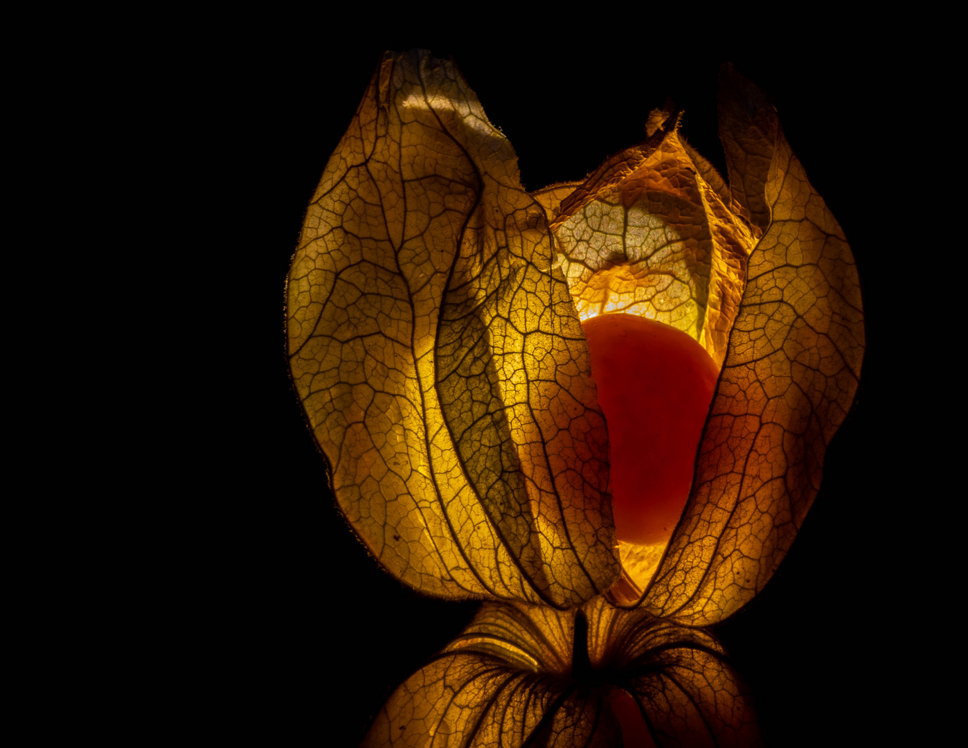 Physalis - durchleuchtet