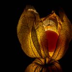 Physalis - durchleuchtet