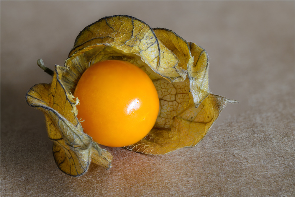 Physalis