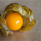 Physalis