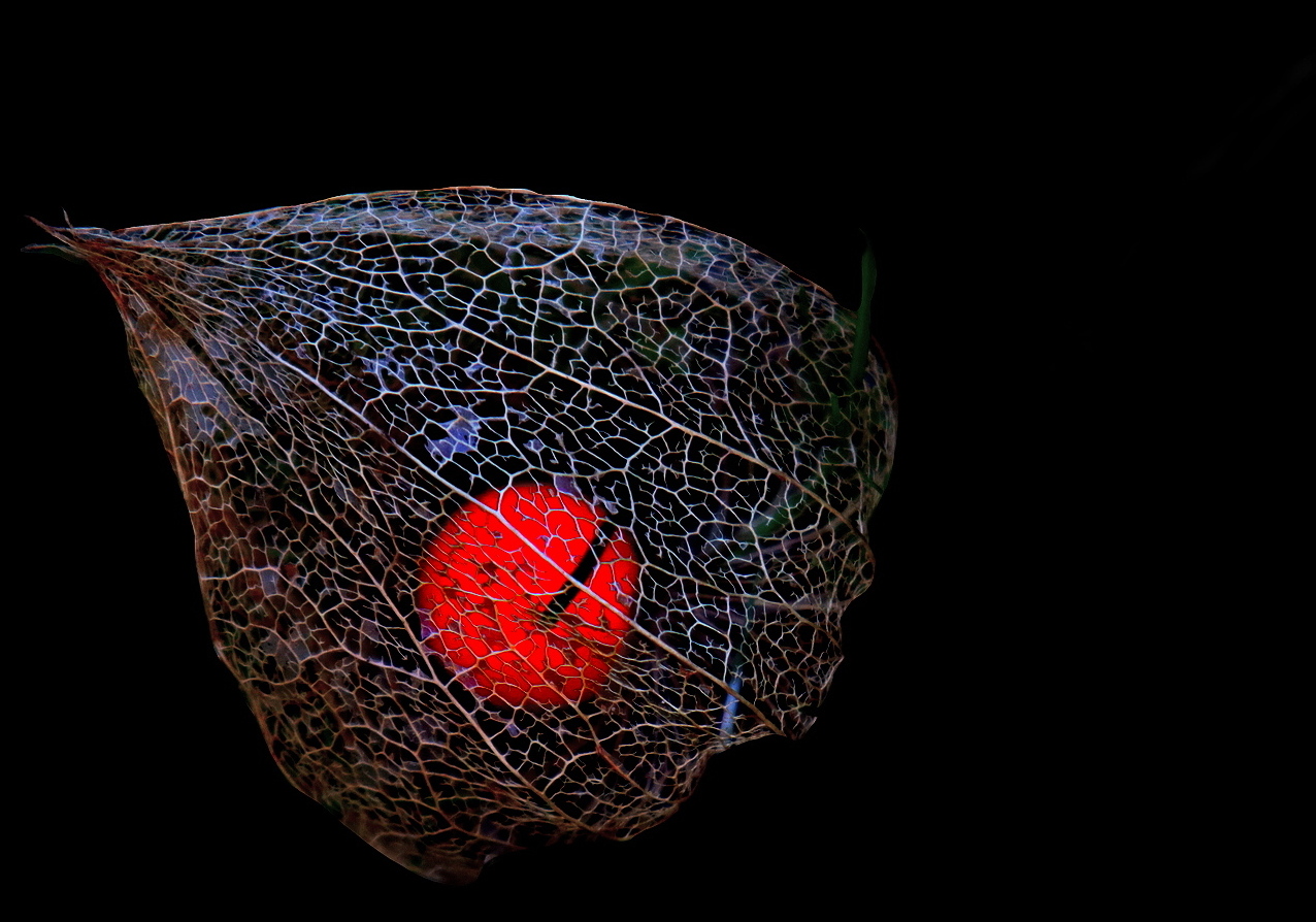 Physalis