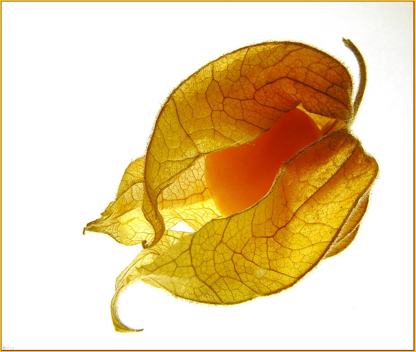 Physalis