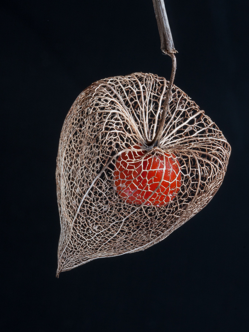 Physalis