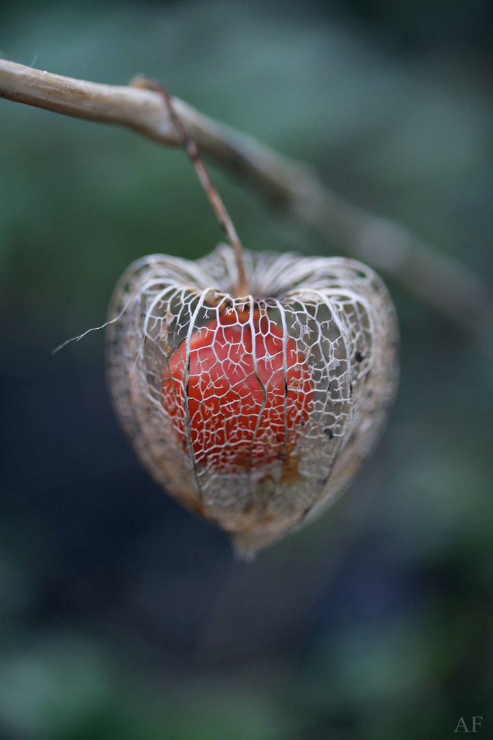 Physalis