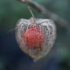 Physalis