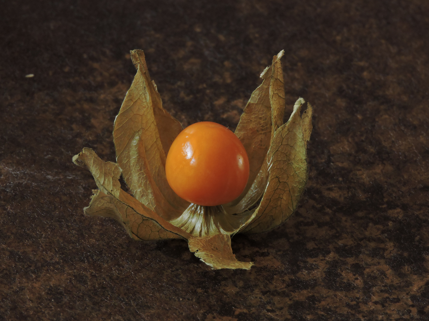 Physalis