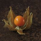 Physalis