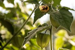 Physalis