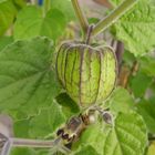 Physalis