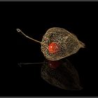 Physalis