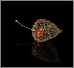 Physalis