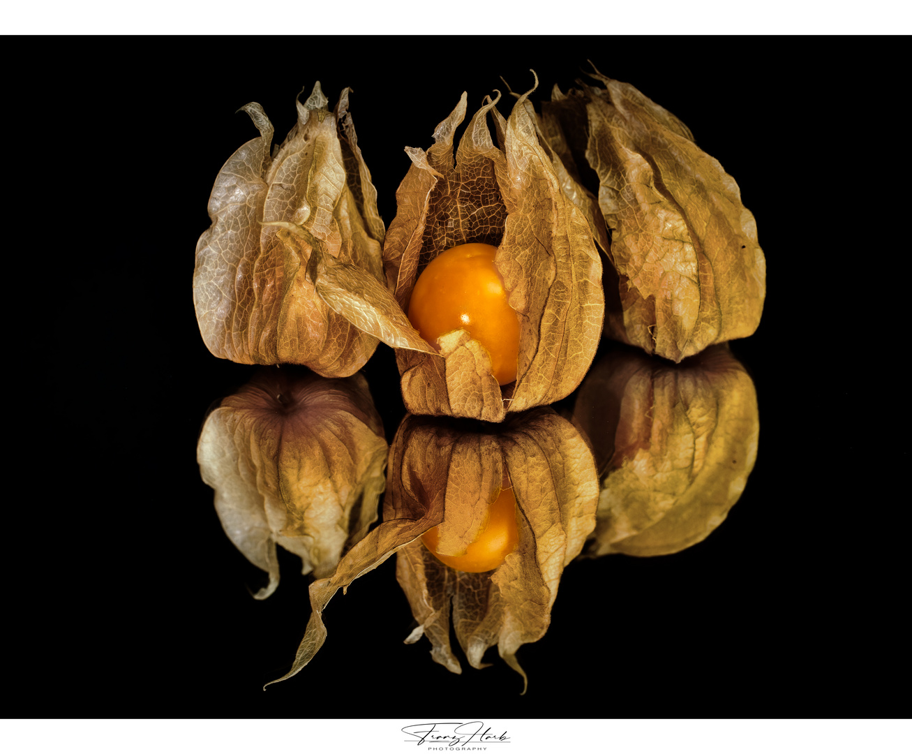 Physalis 