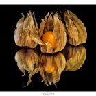 Physalis 