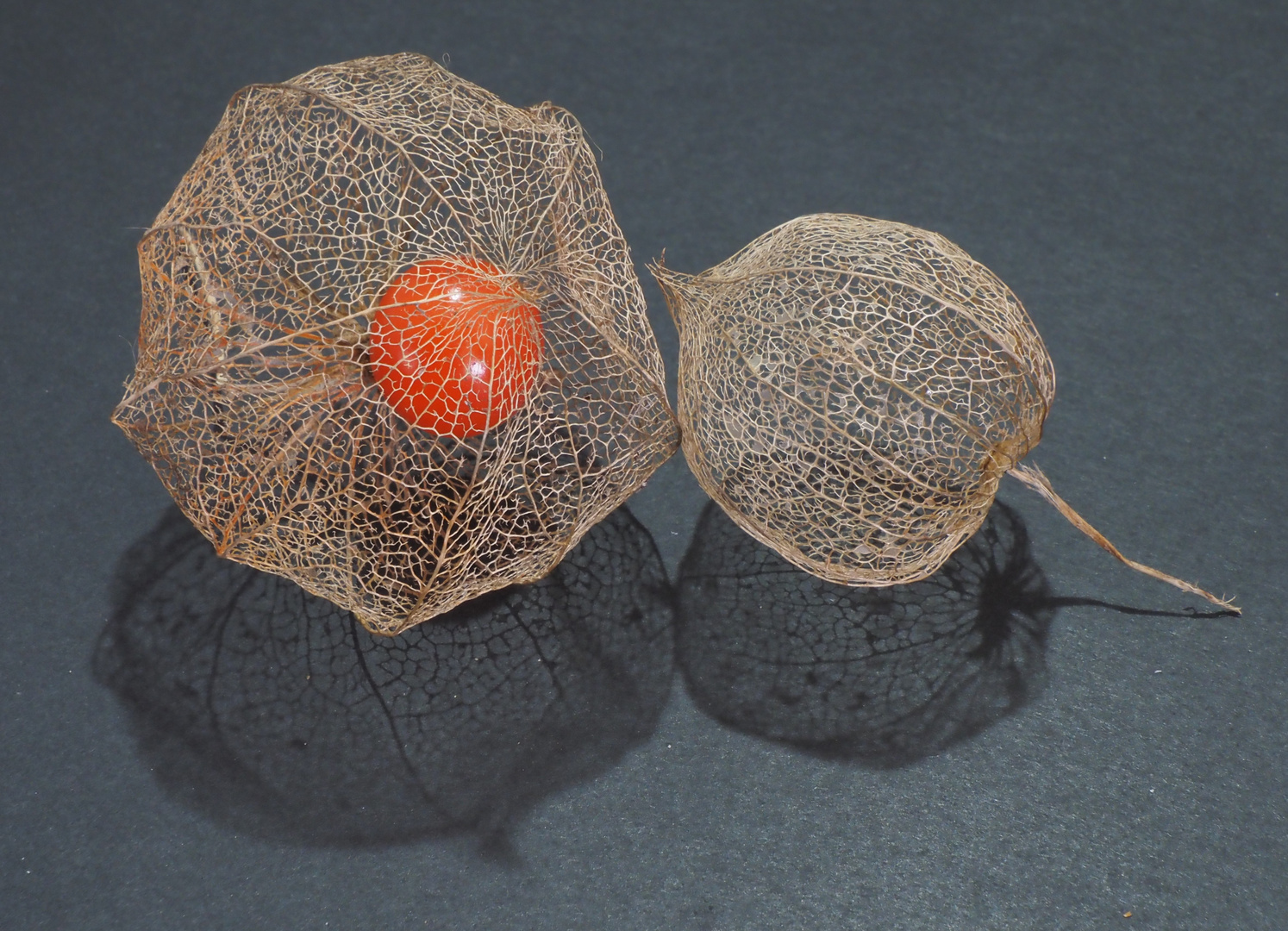 Physalis