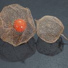 Physalis