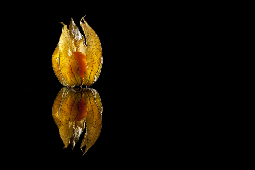 Physalis