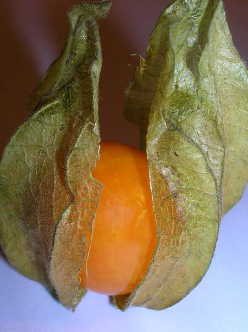 Physalis