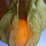 Physalis