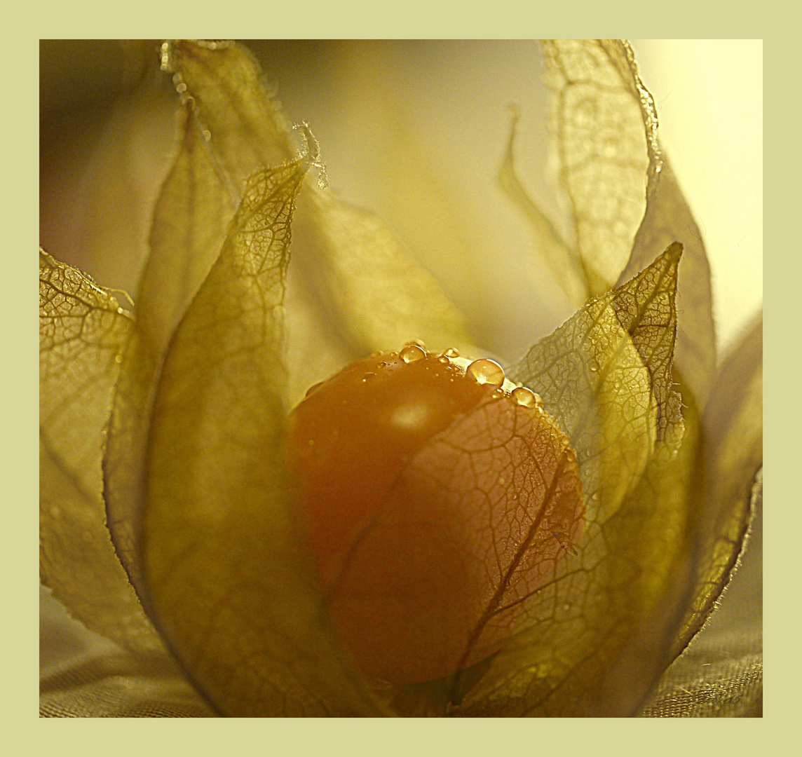 Physalis ...