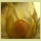 Physalis ...