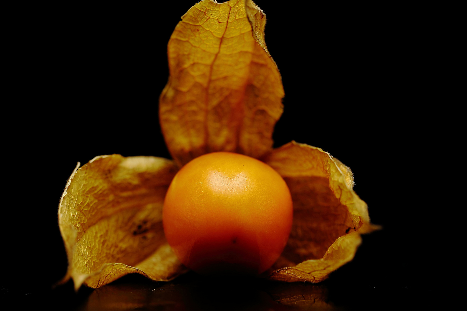 Physalis