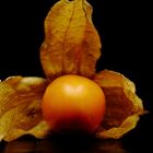 Physalis