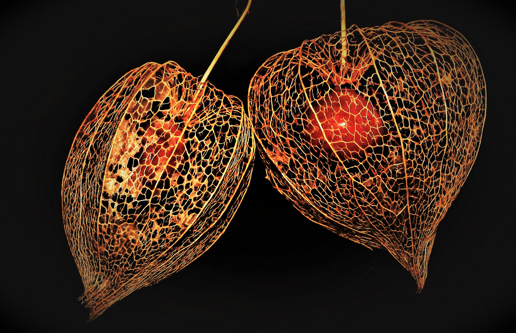 Physalis