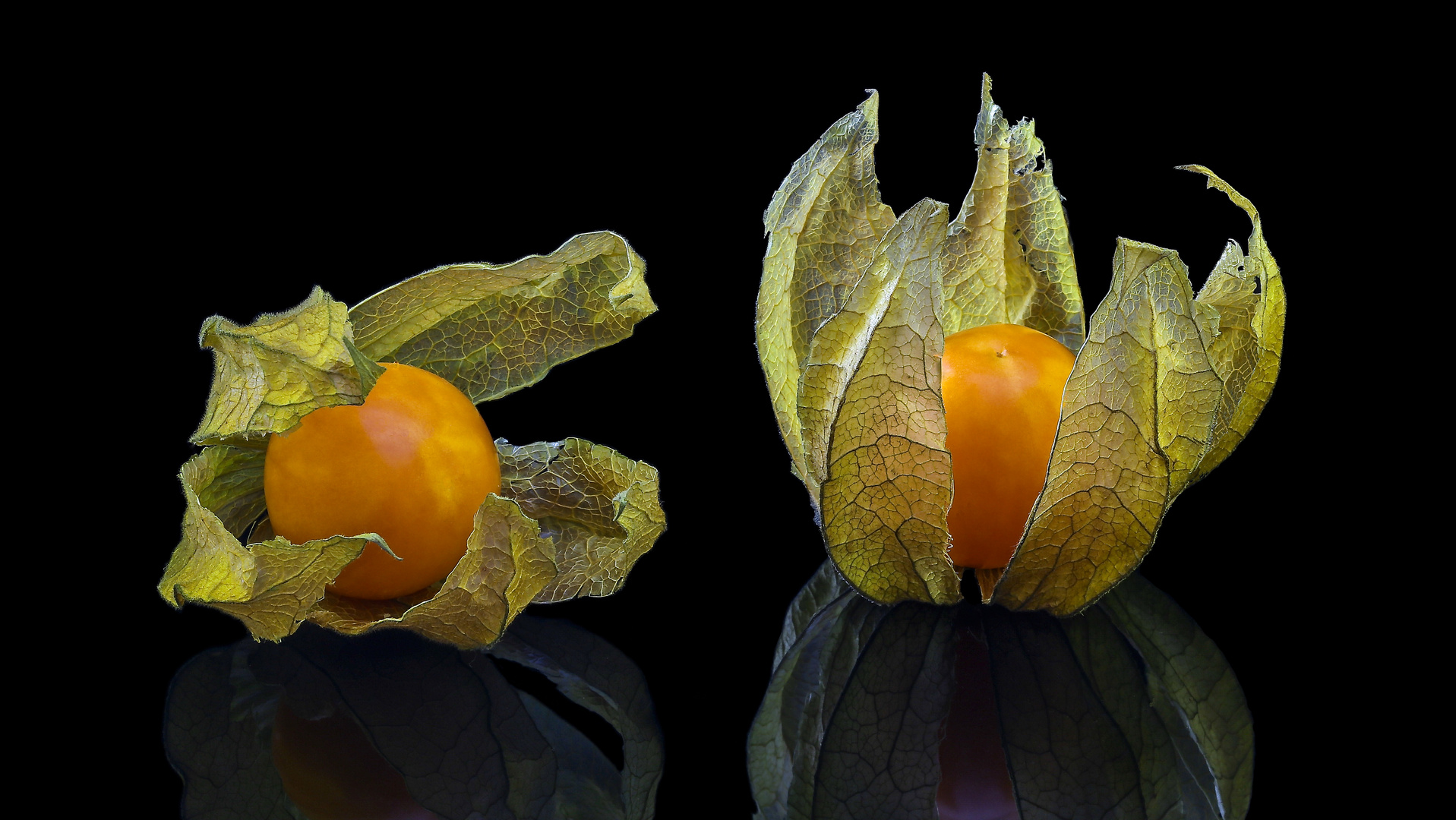 Physalis