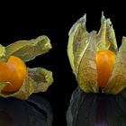 Physalis