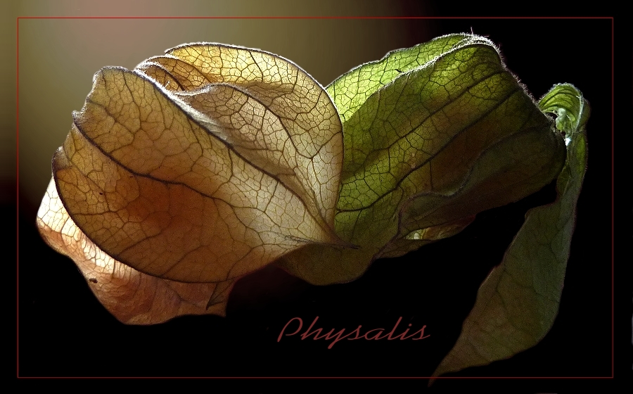 Physalis