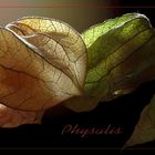 Physalis