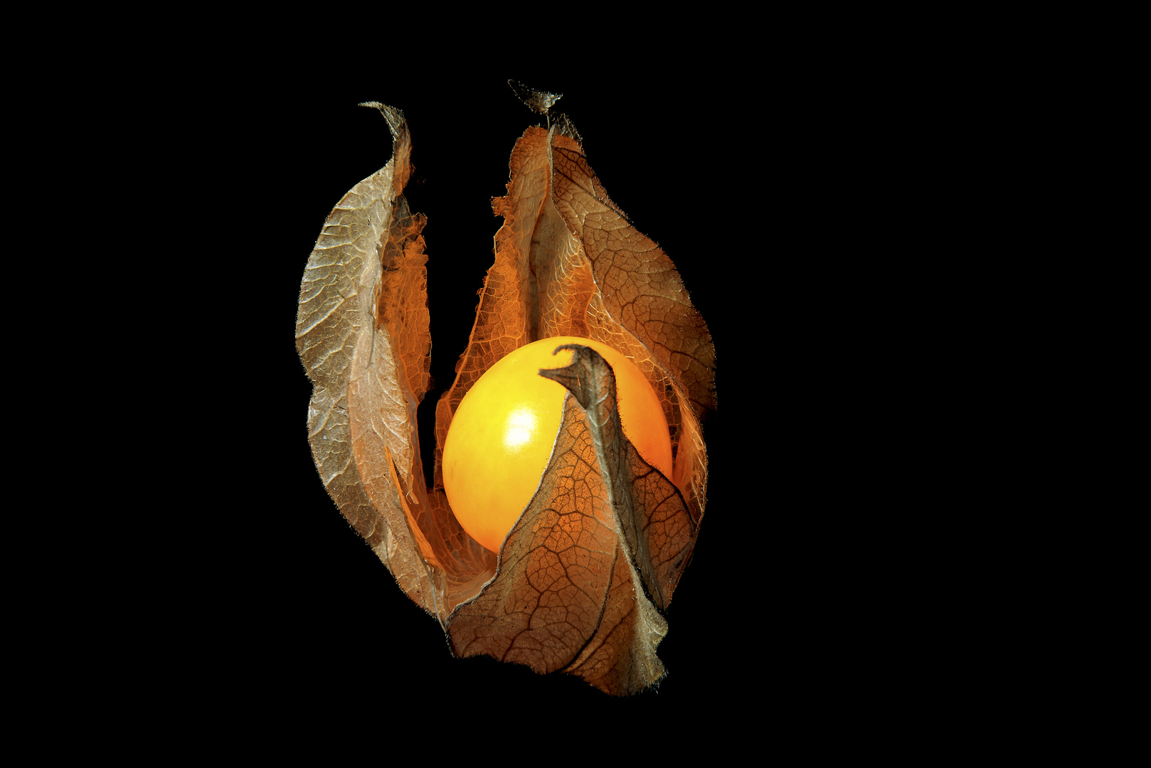 Physalis