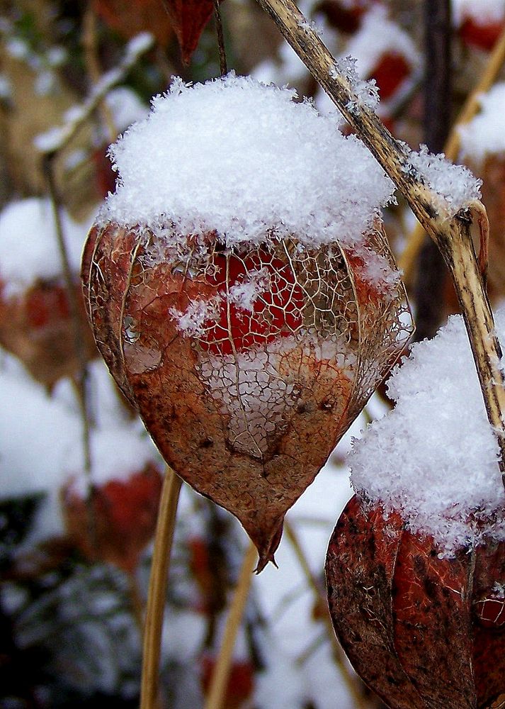 Physalis eingeschneit