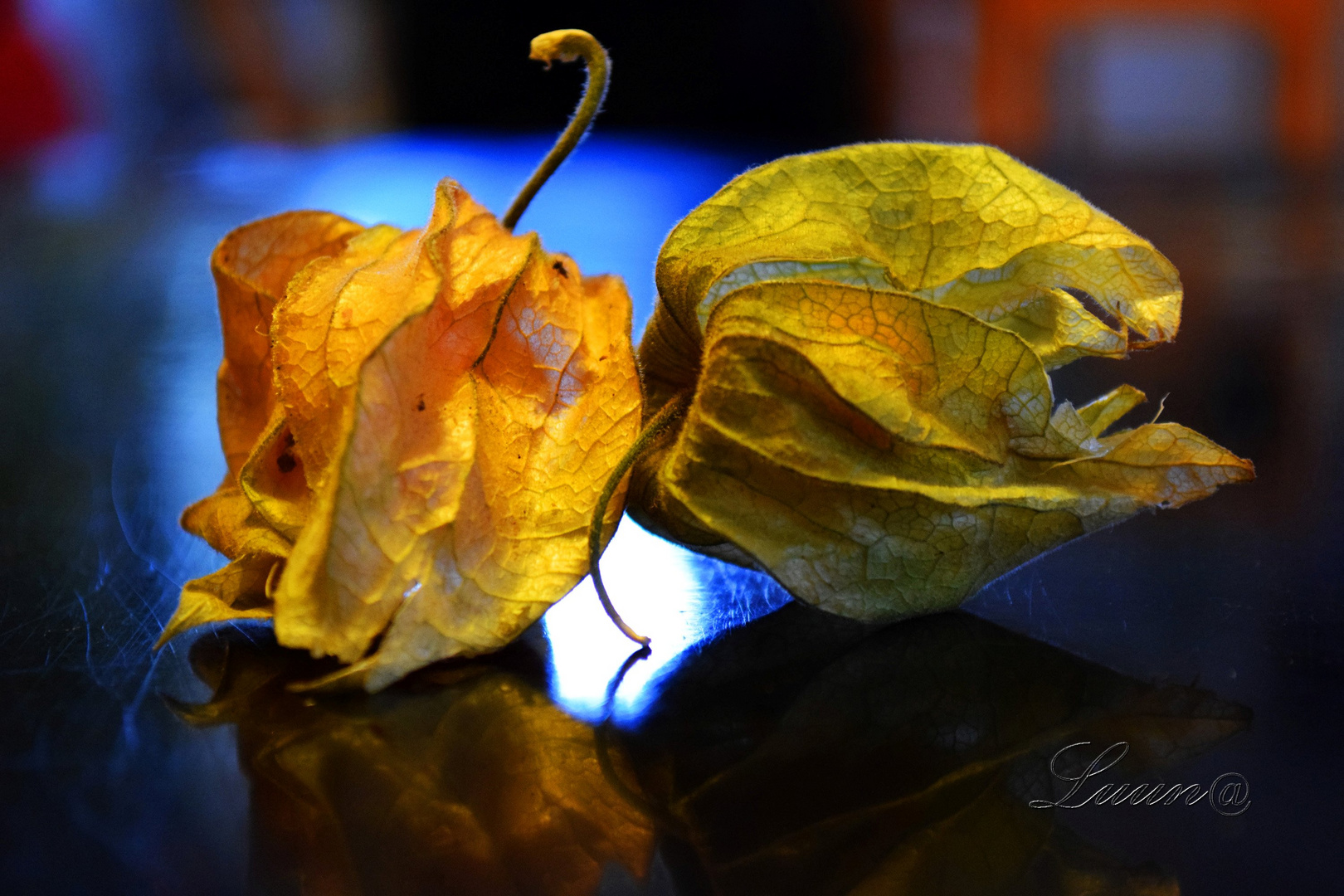 Physalis en duo