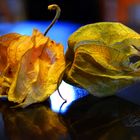 Physalis en duo